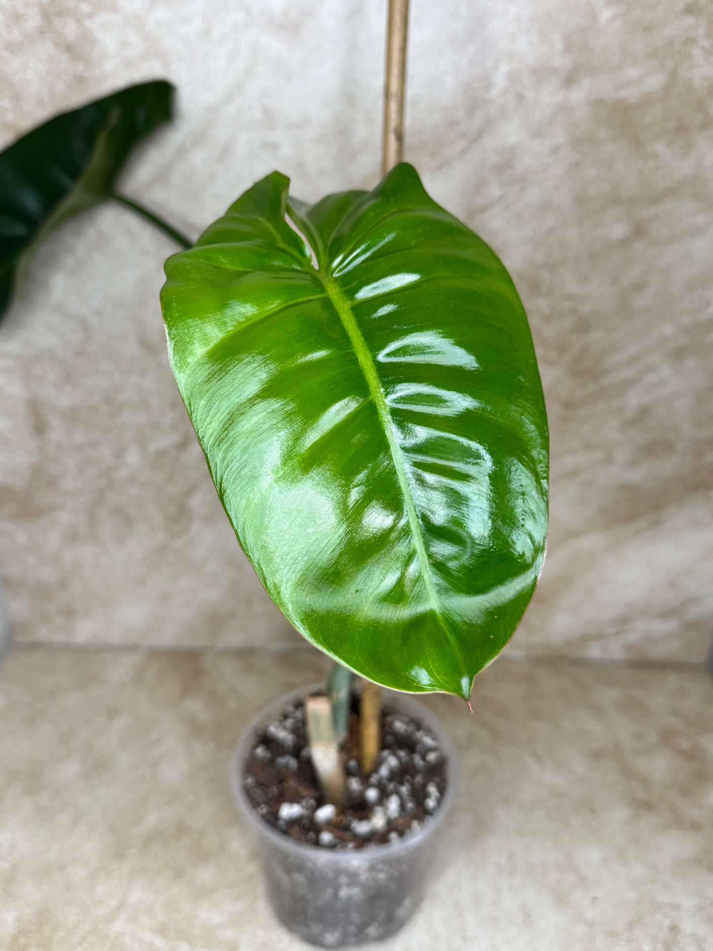Philodendron Paraiso Verde - 2 Available