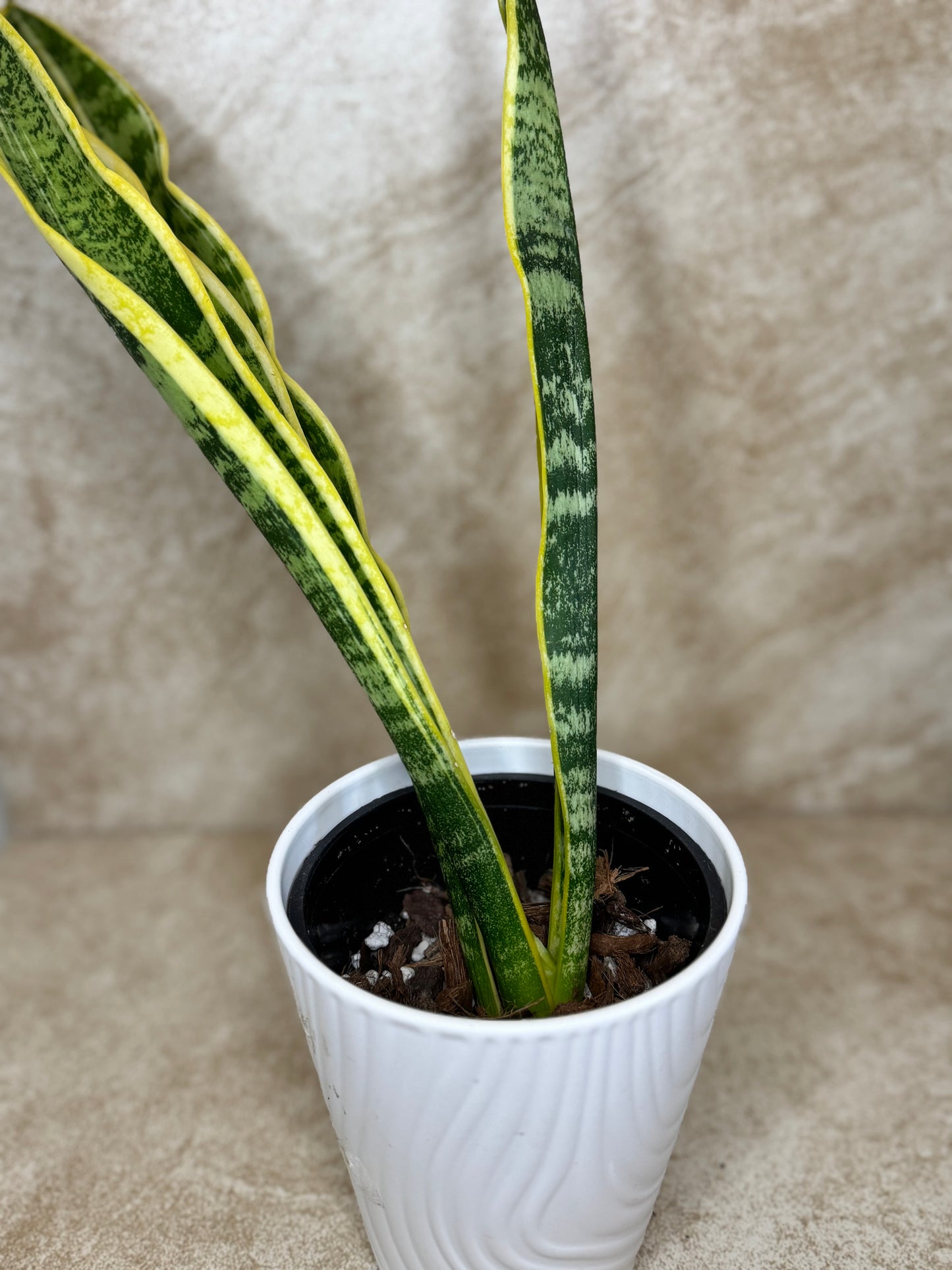 Snake Plant with Pot