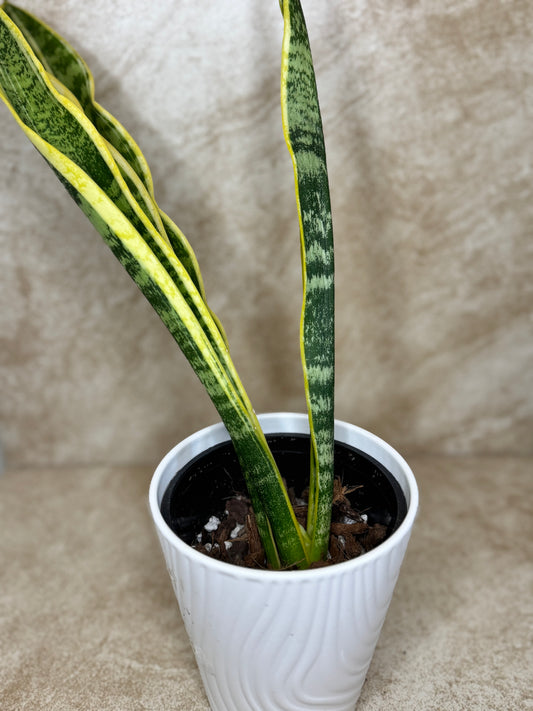 Snake Plant with Pot