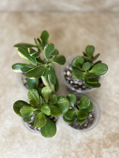 Assorted Jade Plants