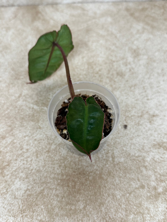 2 in Philodendron Billie