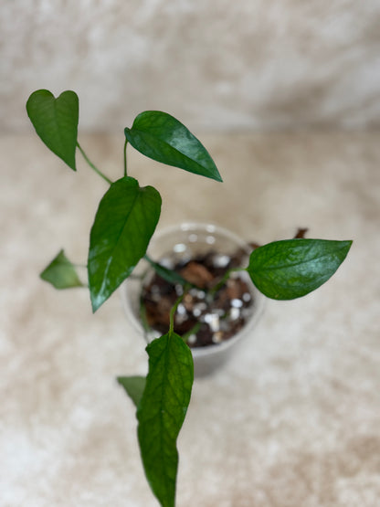 Pothos - Skeleton Key