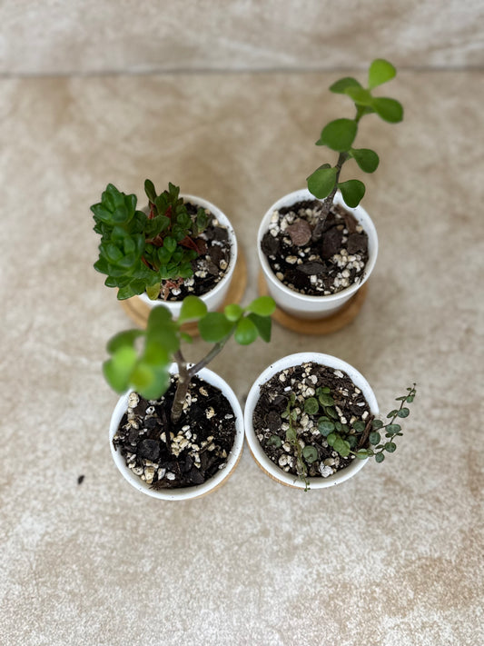 Assorted Plants In Pot with Stand