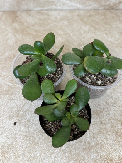 Assorted Jade Plants