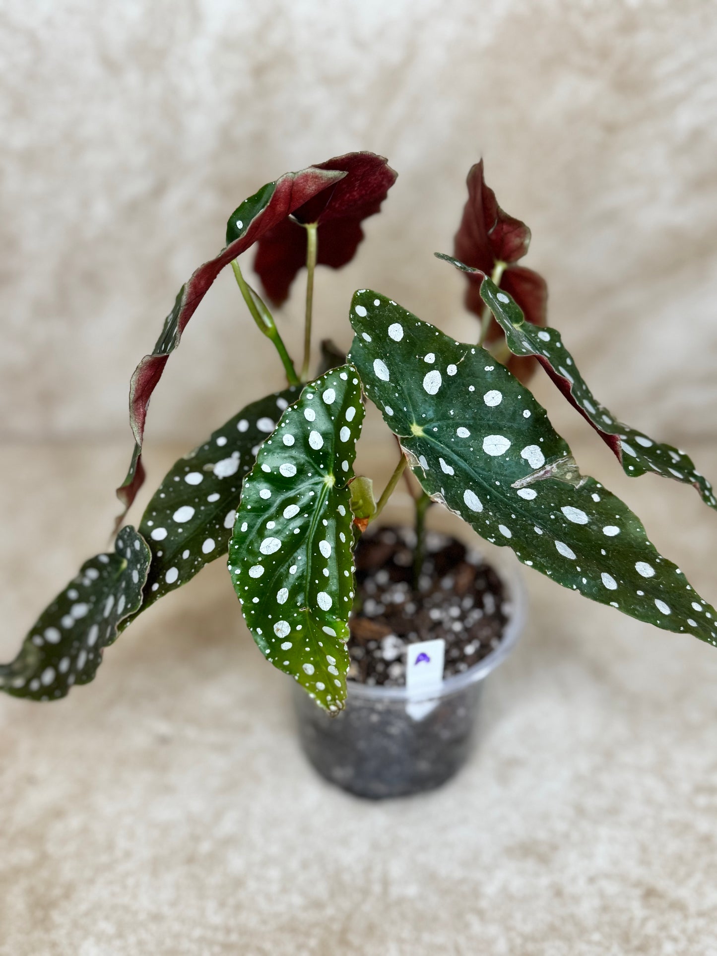 Begonia Maculata - 3 Available