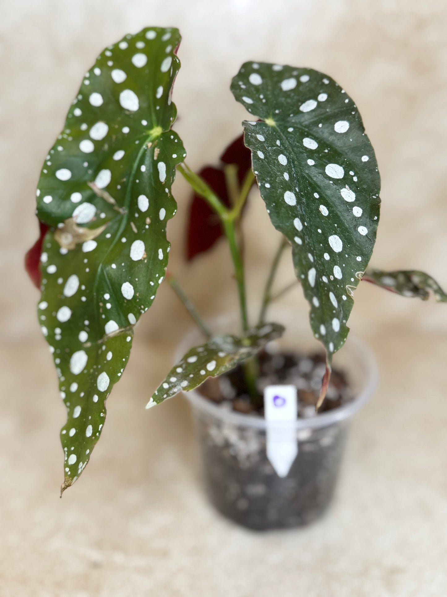 Begonia Maculata - 3 Available
