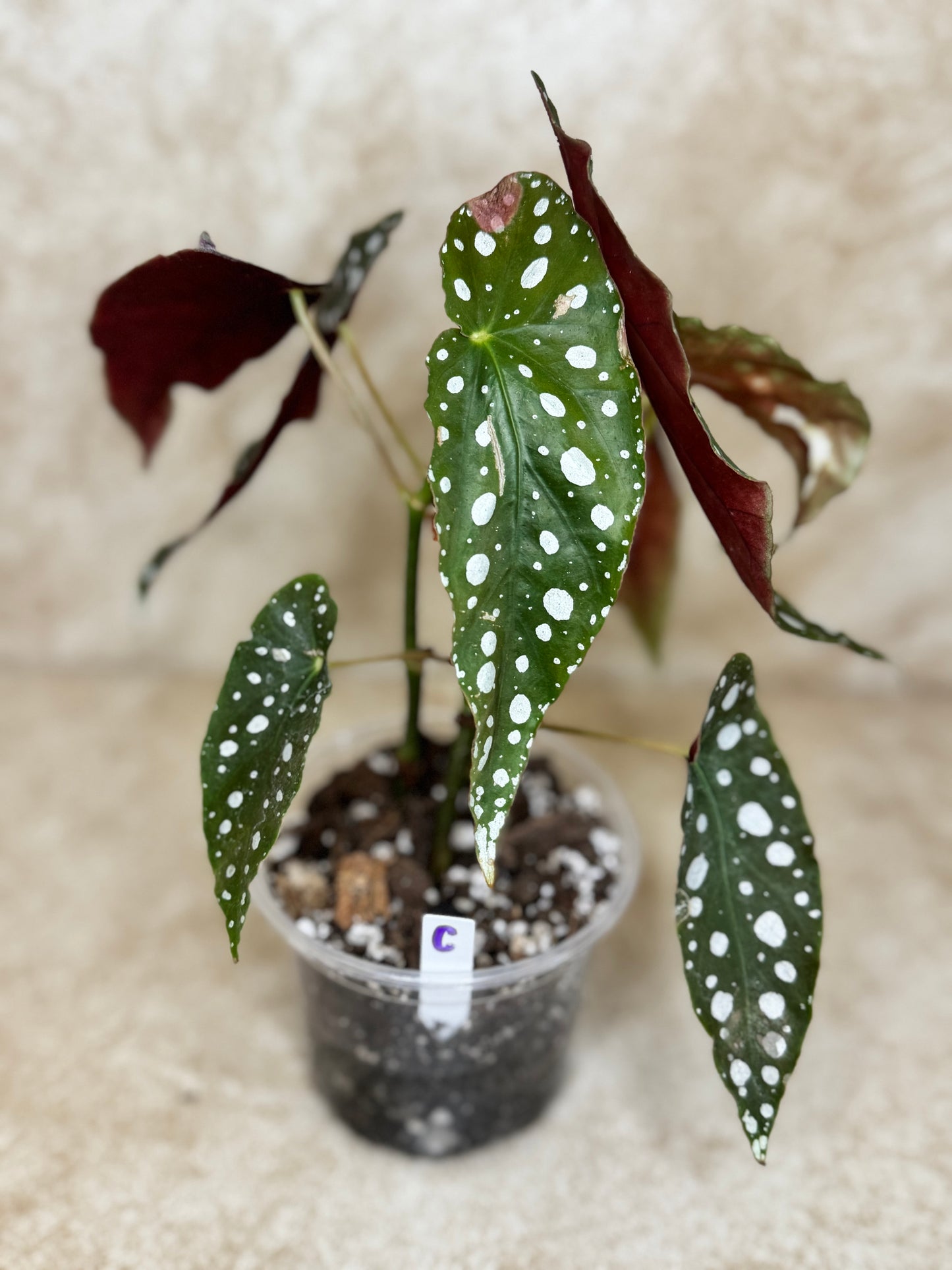 Begonia Maculata - 3 Available