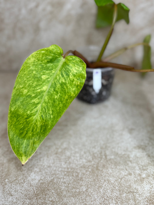 Philodendron Painted Lady - High Variegation - 2 Available