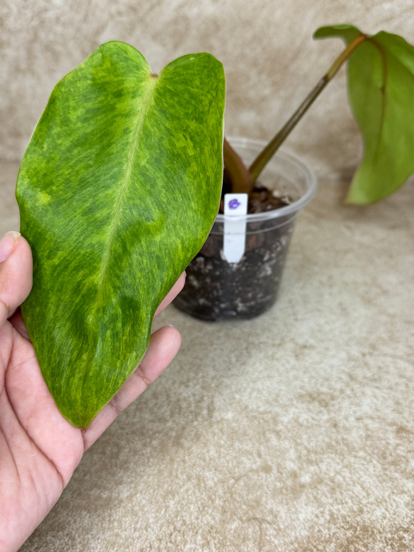 Philodendron Painted Lady - High Variegation - 2 Available