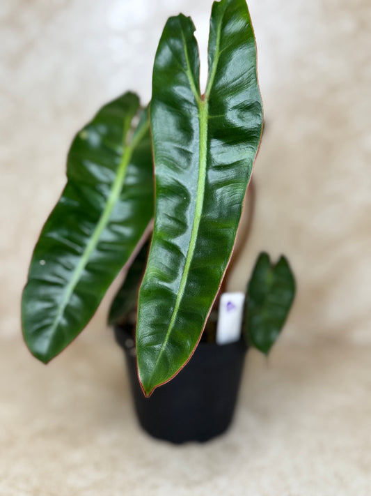 Philodendron "Billie" Billiatiae - 2 Available