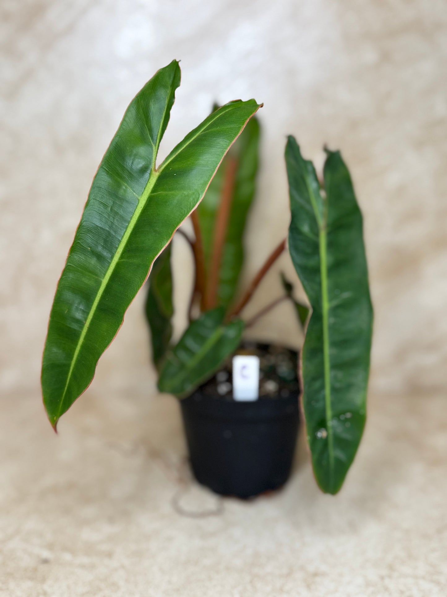 Philodendron "Billie" Billiatiae - 2 Available