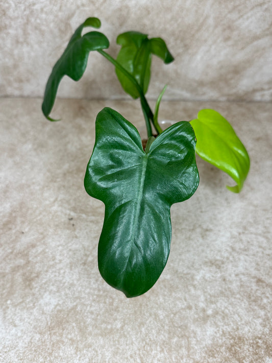 Philodendron Green Violin