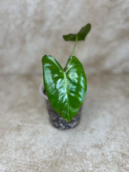 Philodendron Paraiso Verde - 2 Available