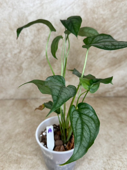 Monstera Siltepecana "Silver Monstera" - 3 Available