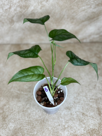 Monstera Siltepecana "Silver Monstera" - 3 Available