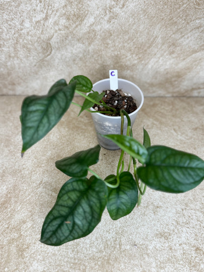 Monstera Siltepecana "Silver Monstera" - 3 Available