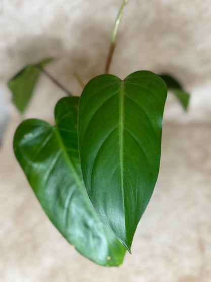Philodendron "Red Emerald" Erubescens - 2 Available