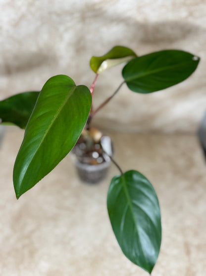 Philodendron "Red Emerald" Erubescens - 2 Available