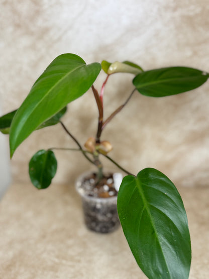 Philodendron "Red Emerald" Erubescens - 2 Available