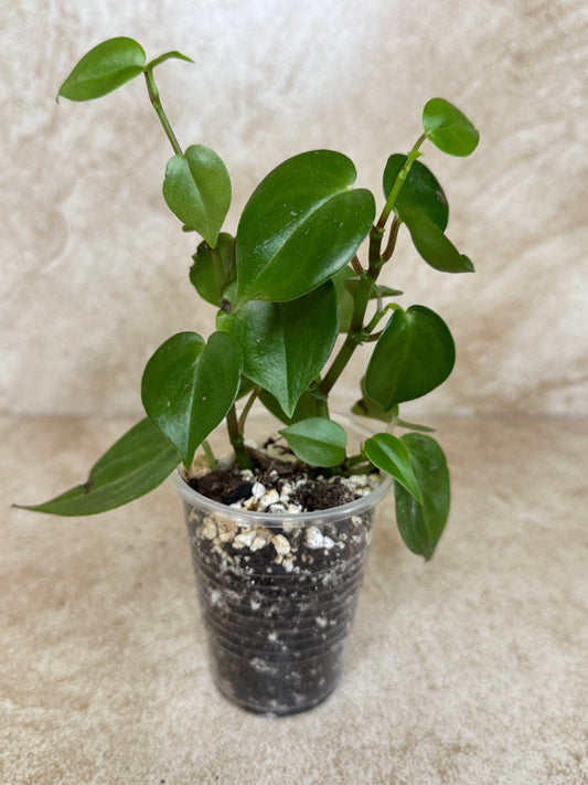 Peperomia Cupid - Multiple Available