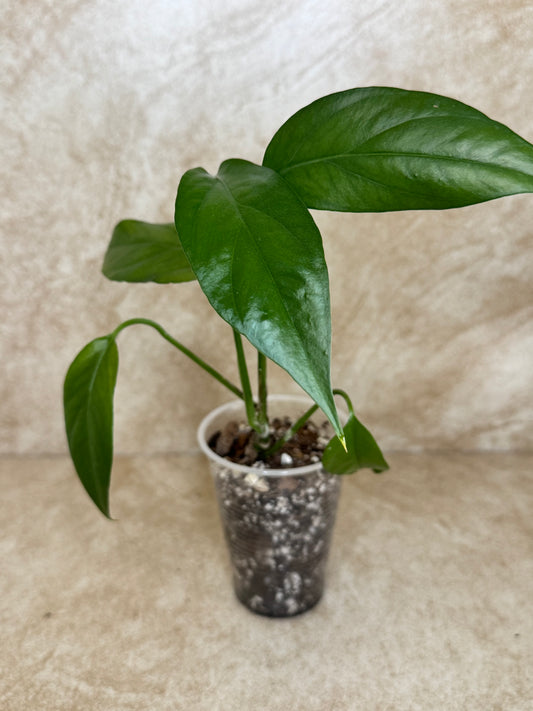 Pothos - Baltic Blue