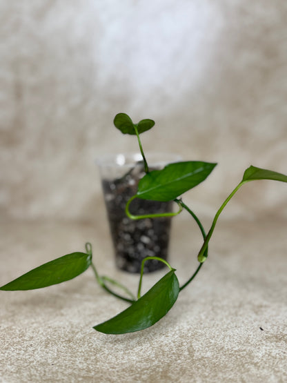 Pothos - Skeleton Key