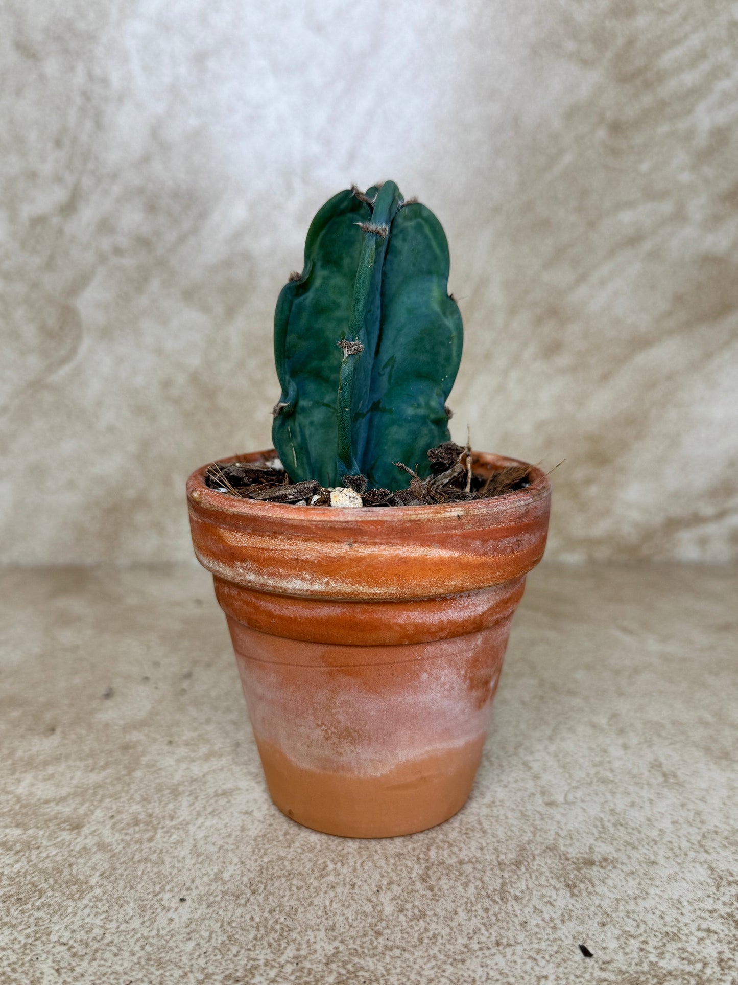 Evergreen Cereus Cactus "Cuddly Cactus" - 3 Available