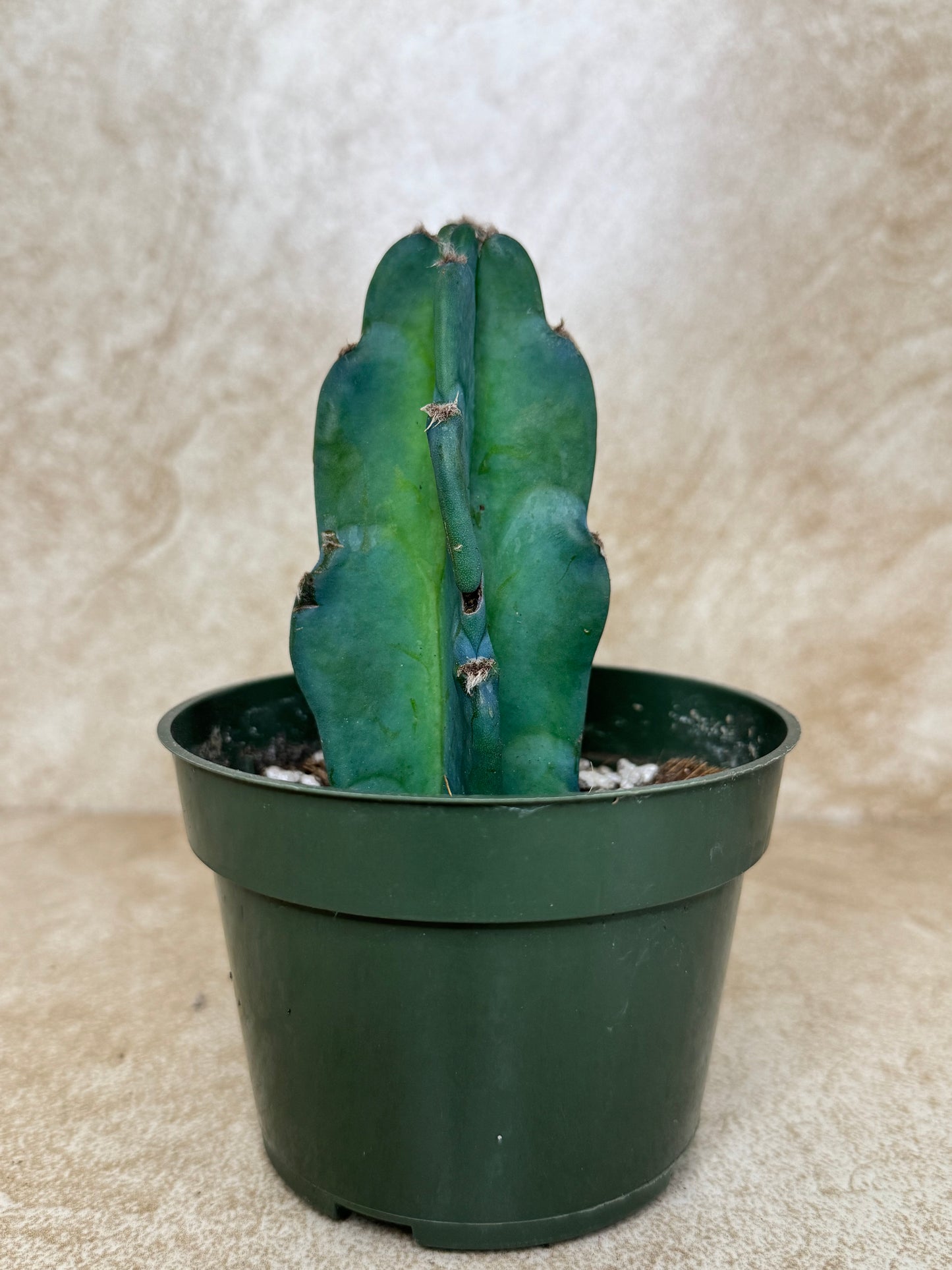 Evergreen Cereus Cactus "Cuddly Cactus" - 3 Available