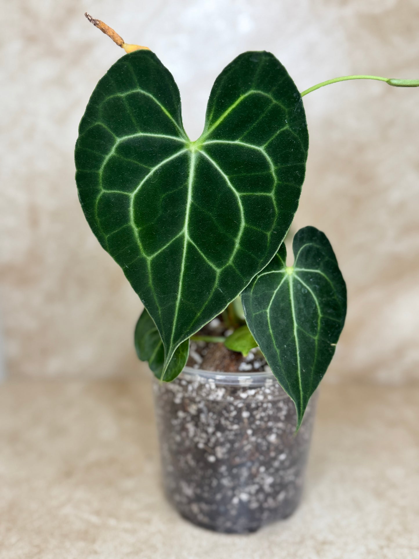 Anthurium Clarinervium