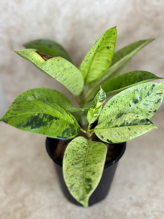 Ficus Shivereana "Ficus Moonshine"