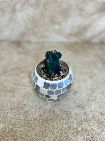 Evergreen Cereus Cactus "Cuddly Cactus"