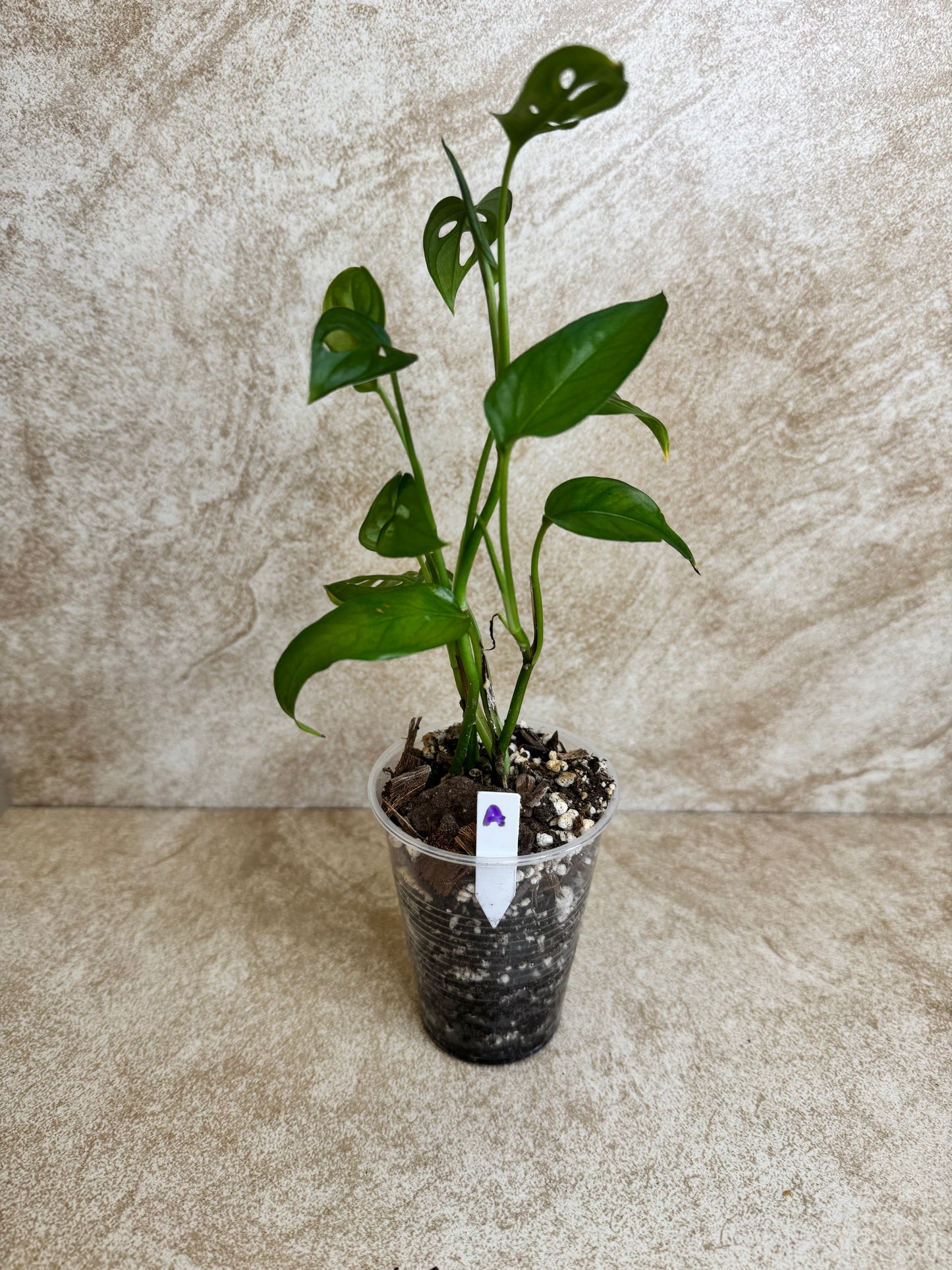 Monstera "Swiss Cheese" Adansonii