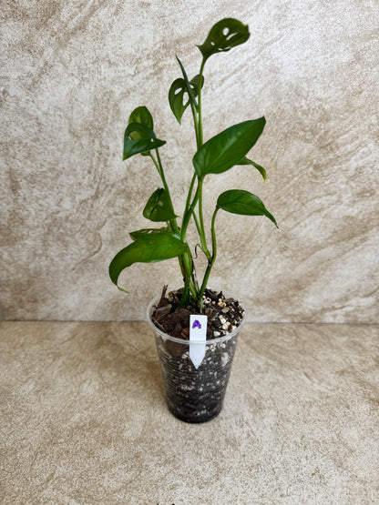 Monstera "Swiss Cheese" Adansonii