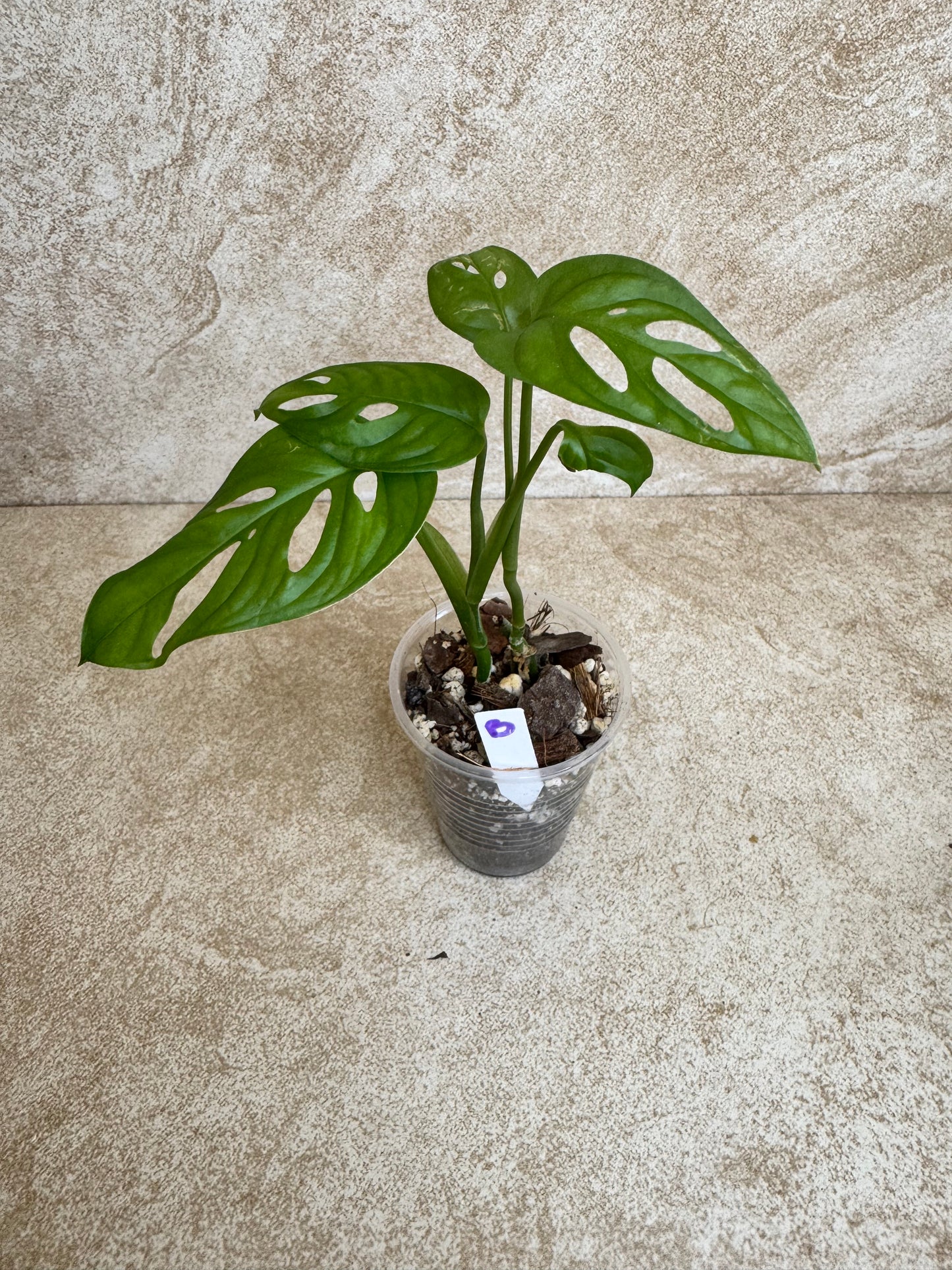 Monstera "Swiss Cheese" Adansonii