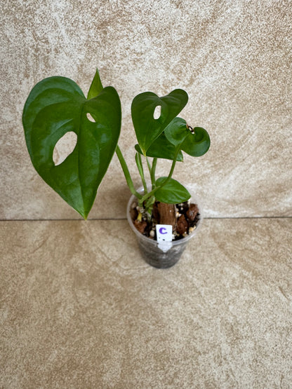 Monstera "Swiss Cheese" Adansonii