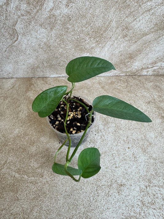 Pothos Cebu Blue