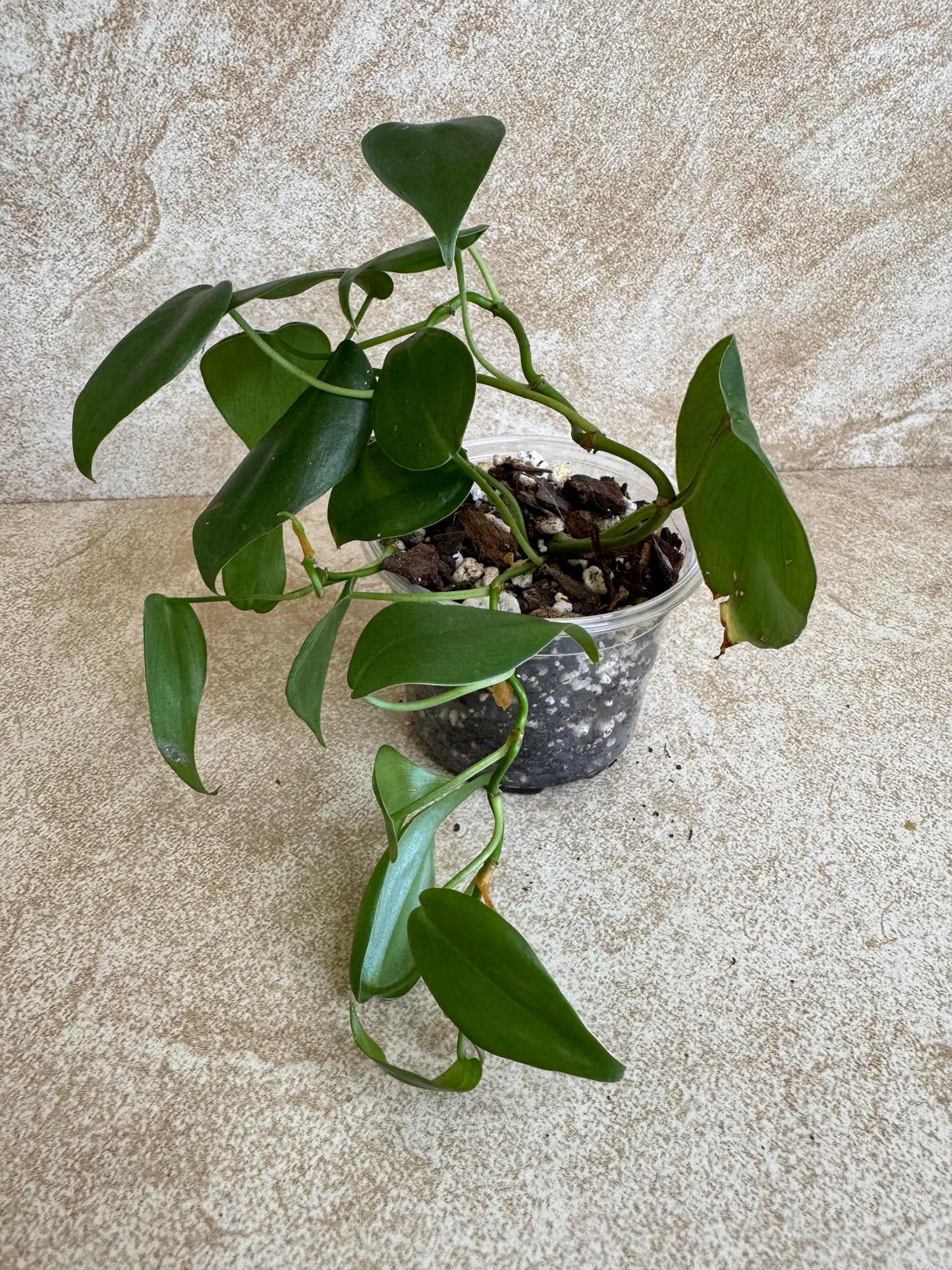 Philodendron Heartleaf