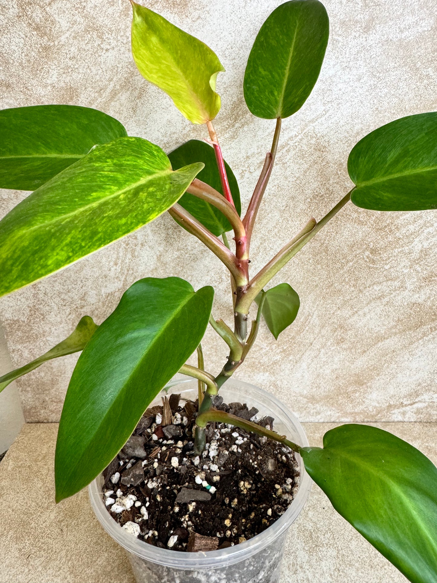 Philodendron Painted Lady - 4 Available