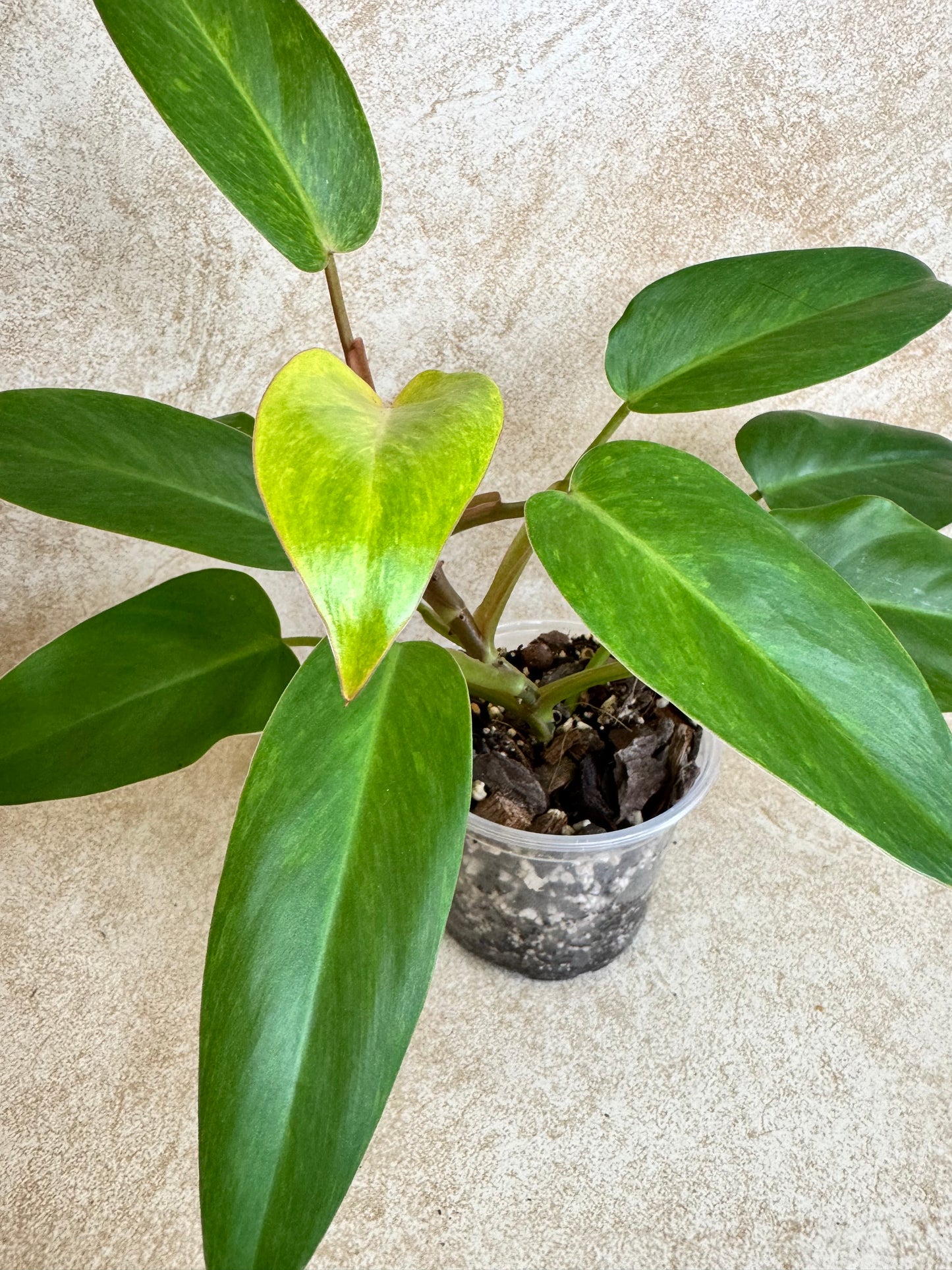 Philodendron Painted Lady - 4 Available