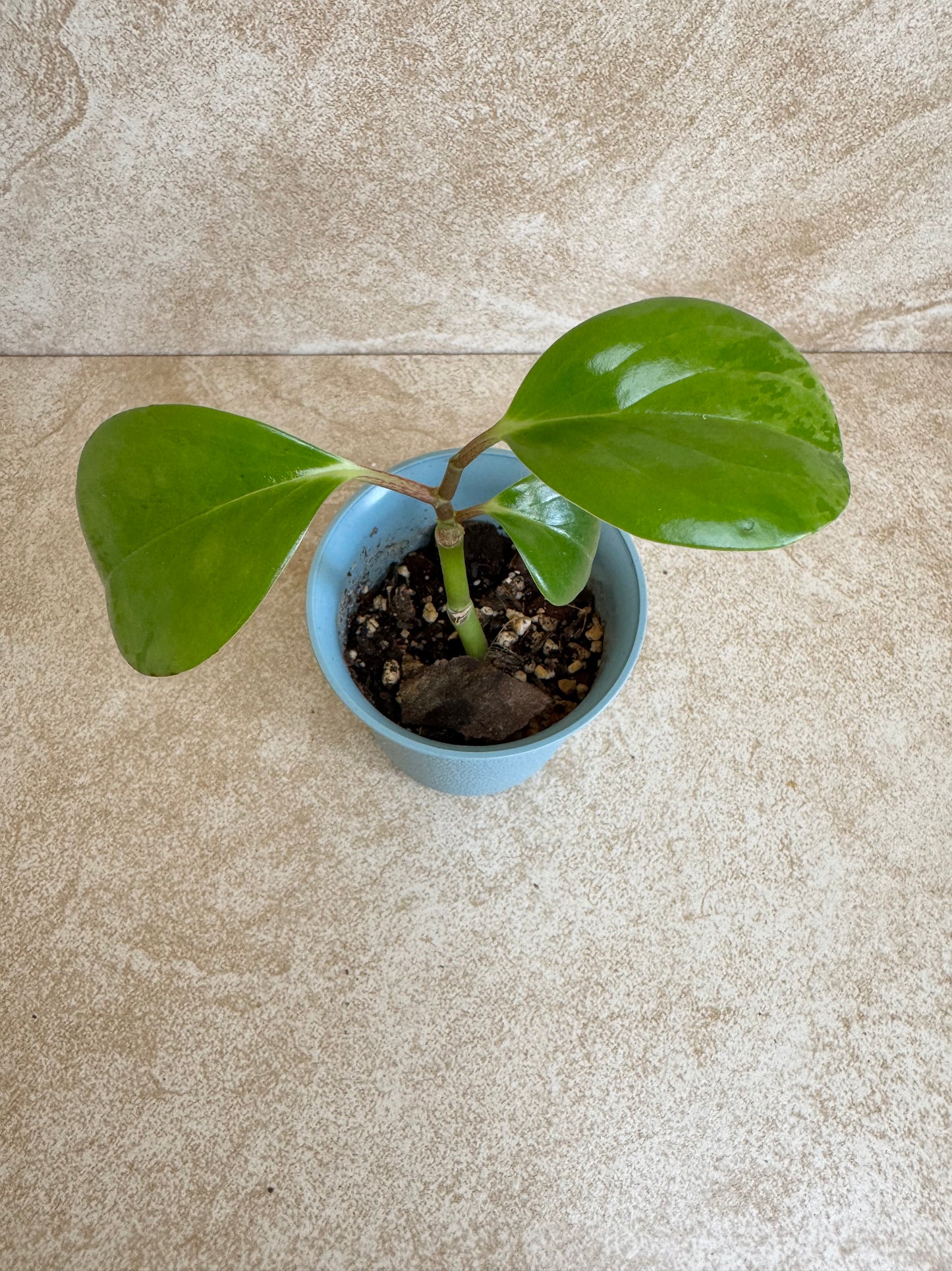 Peperomia Marble