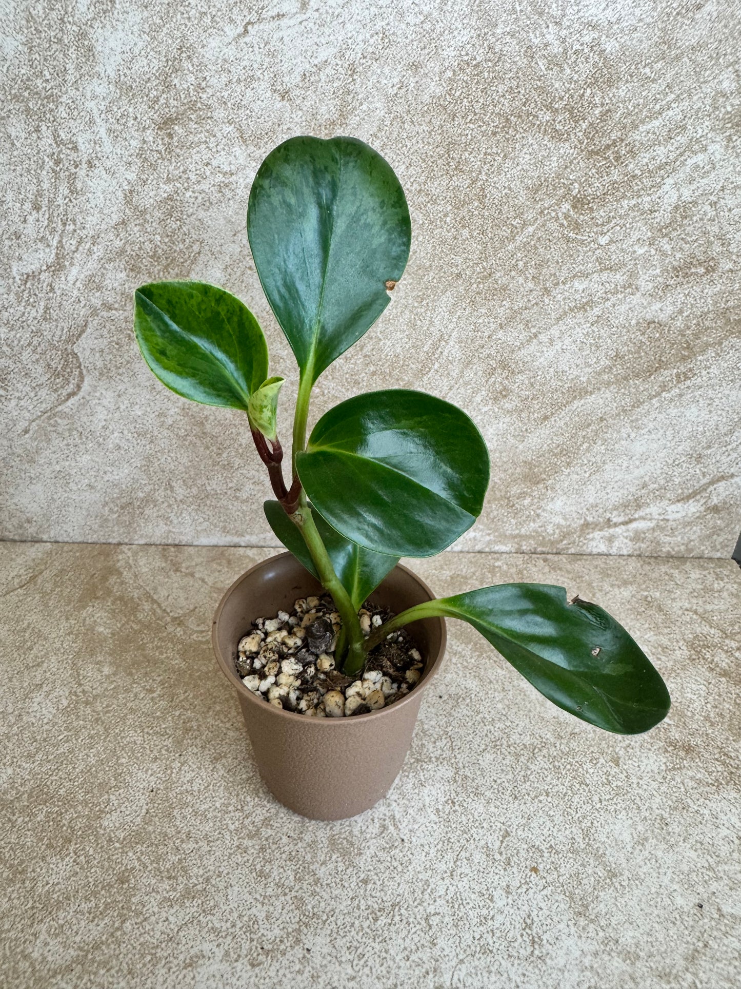 Peperomia Marble