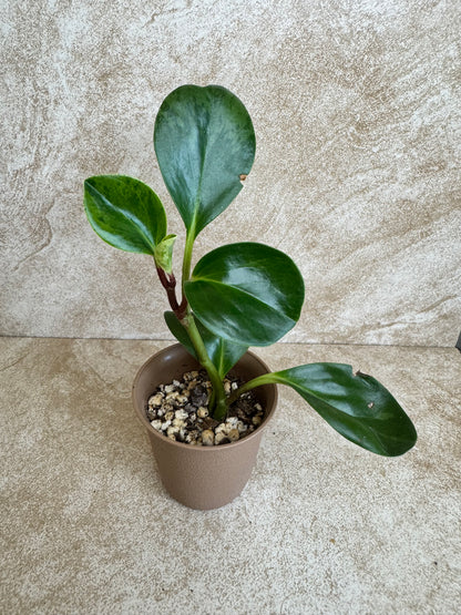 Peperomia Marble