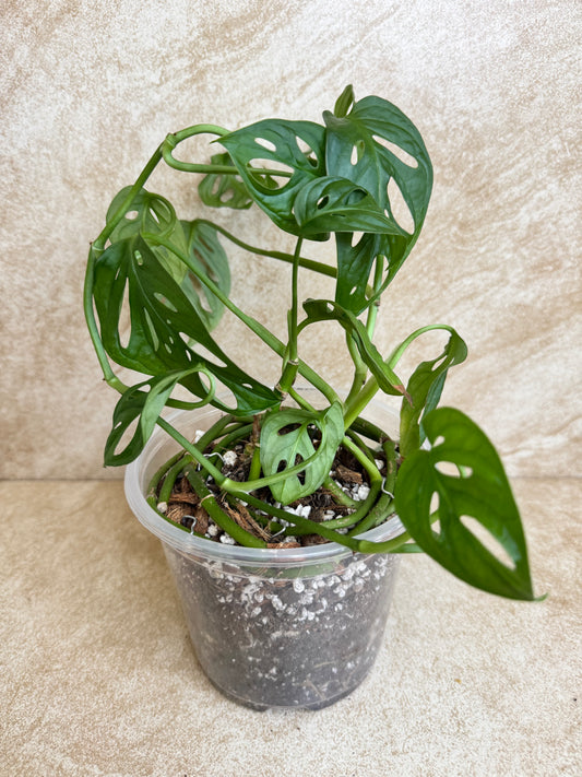 Monstera "Swiss Cheese" Adansonii