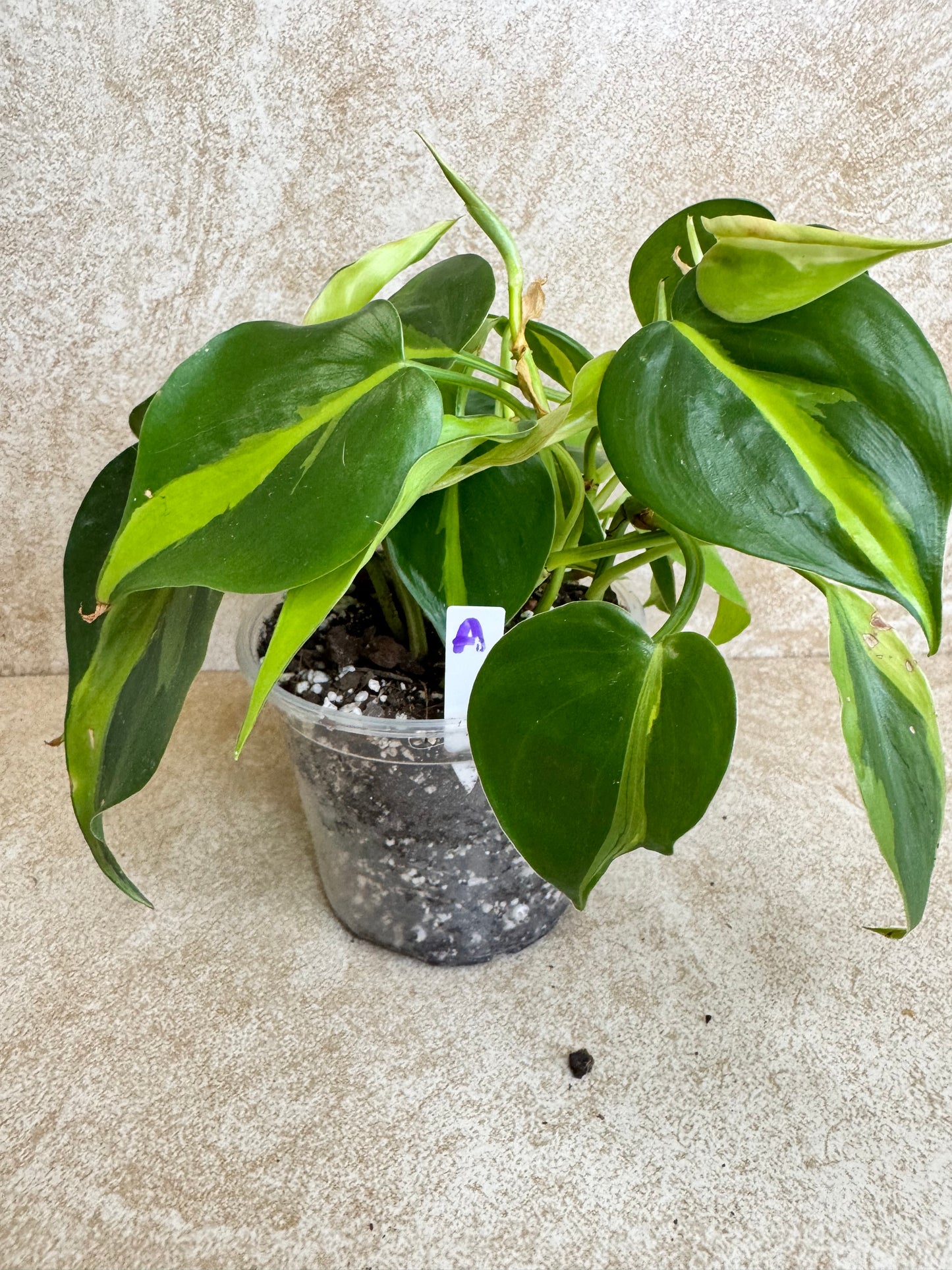 Heartleaf Philodendron Brasil