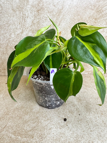 Heartleaf Philodendron Brasil