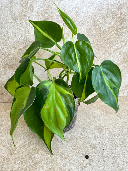Heartleaf Philodendron Brasil