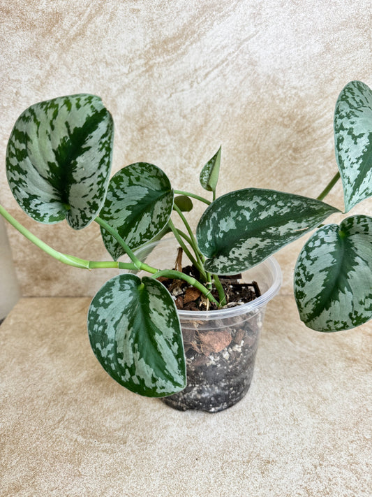 Scindapsus Pictus Exotica