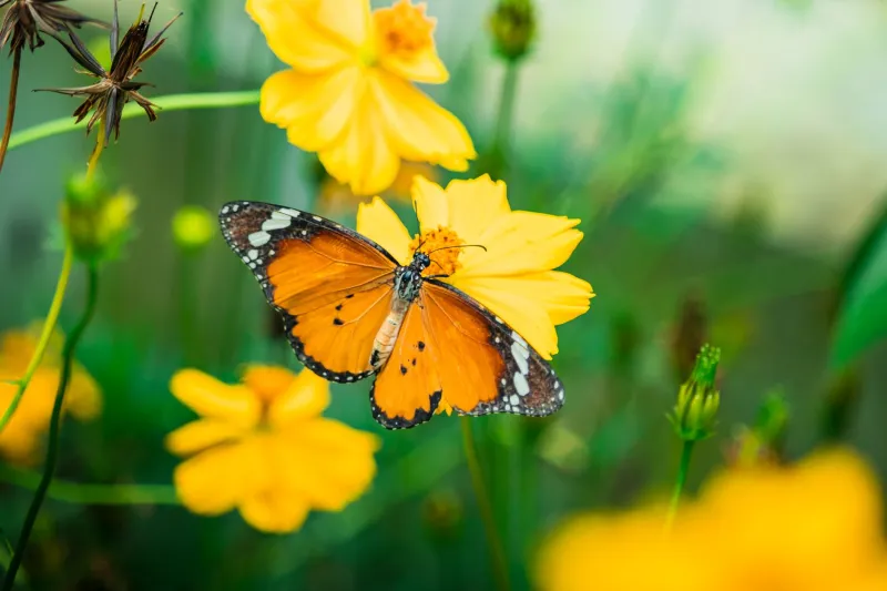 Ditch the Lawn, Plant the Wild: Why Native Yards Are the Suburban Revolution We've Been Waiting For
