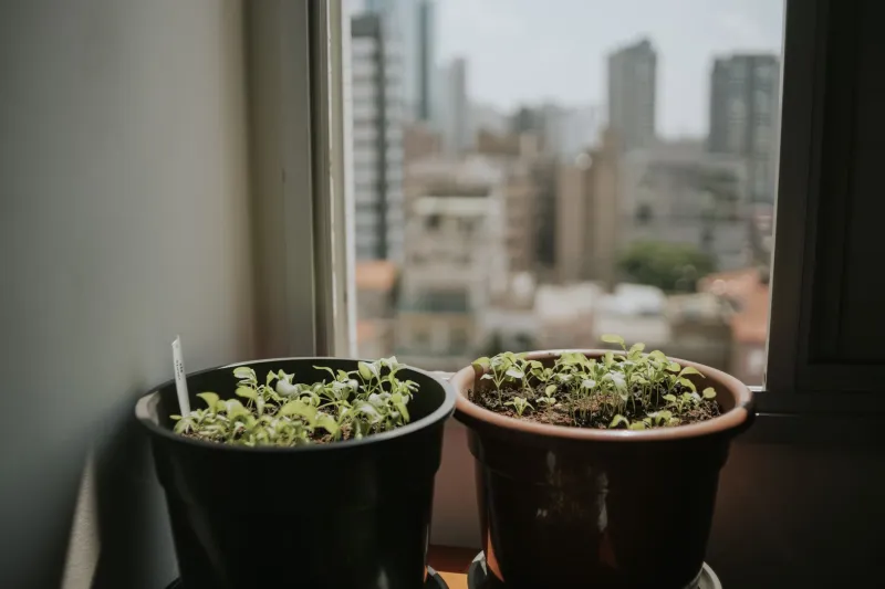 The Plants That Didn't Make It: On Grief, Failure, and What a Dead Garden Actually Teaches You
