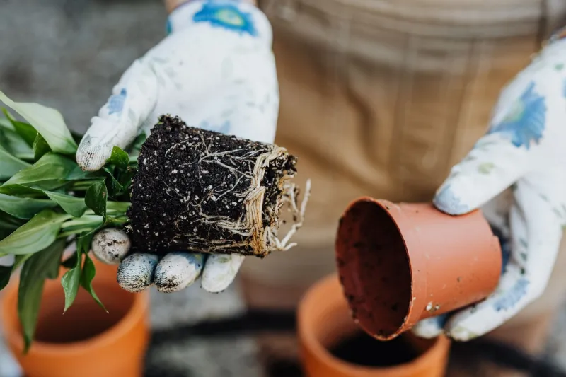 What Lives Beneath: The Case for Treating Your Garden Soil Like the Living Thing It Is